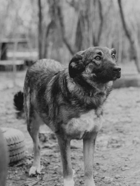 Alma2-482x641_result_result