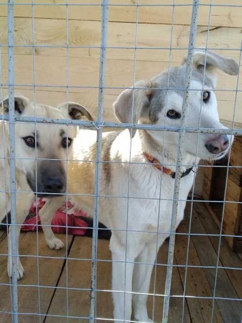 Genry1-542x720_result_result