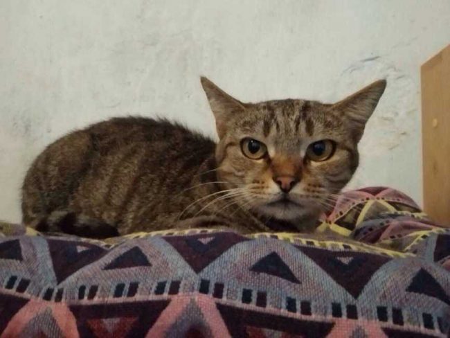 IMG_9883-865x650_result_result