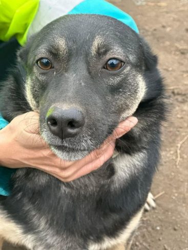 P01 Мышка_result