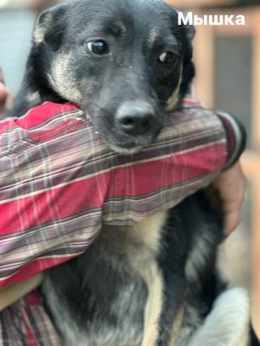 P02-Мышка_result_result