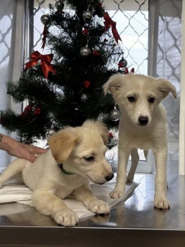 P05-902x1200_result_result