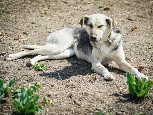 Pampidu1-650x865_result_result