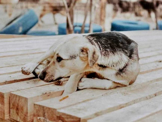 Pampidu2-650x865_result_result