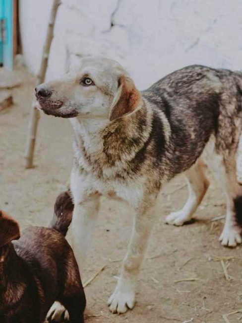 filya1-650x865_result_result