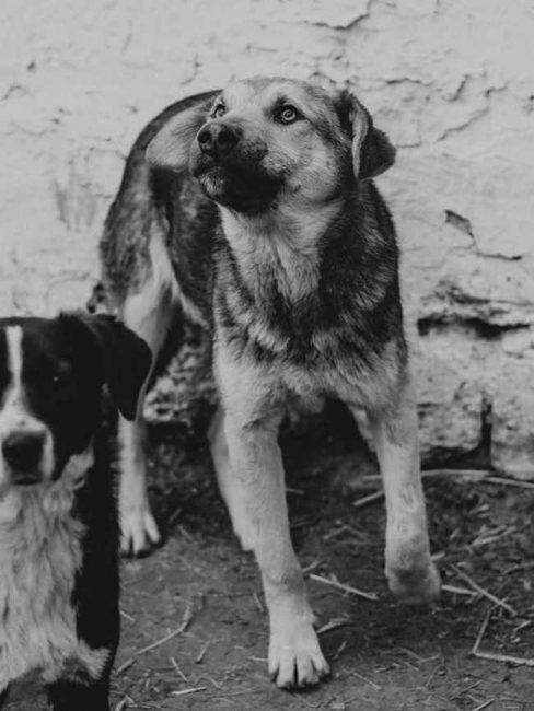 filya2-650x865_result_result