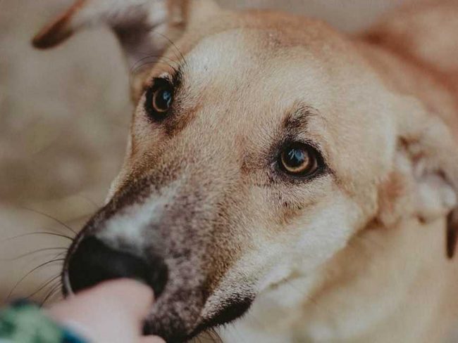 sanik-650x865_result_result