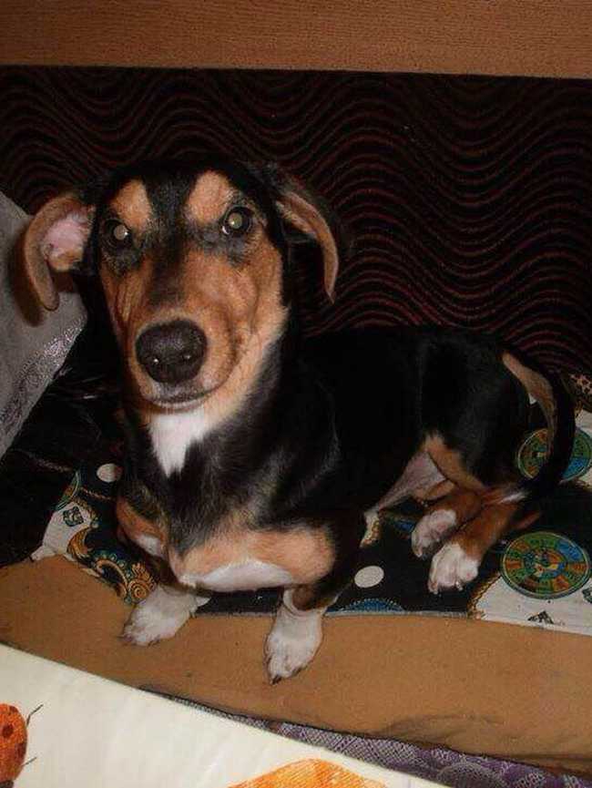 Taksochka